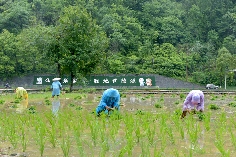 端午假期冒雨插秧，張家界黃龍洞景區(qū)生態(tài)田園農(nóng)事忙